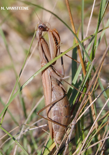 Mantis religiosa